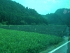IMGP5393_resize.JPG