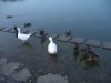 IMGP5520_resize.JPG