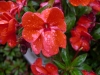 IMGP5671_resize.JPG