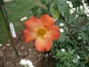 檔案名稱=IMGP7622_resize.JPG
檔案大小=127KB
圖片尺寸=800x600
加入日期=四月 01, 2007 IMGP7622_resize.JPG