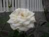 檔案名稱=IMGP7630_resize.JPG
檔案大小=106KB
圖片尺寸=800x600
加入日期=四月 01, 2007 IMGP7630_resize.JPG