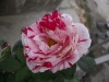 檔案名稱=IMGP7631_resize.JPG
檔案大小=106KB
圖片尺寸=800x600
加入日期=四月 01, 2007 IMGP7631_resize.JPG