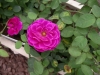 檔案名稱=IMGP7633_resize.JPG
檔案大小=132KB
圖片尺寸=800x600
加入日期=四月 01, 2007 IMGP7633_resize.JPG