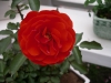 檔案名稱=IMGP7637_resize.JPG
檔案大小=90KB
圖片尺寸=800x600
加入日期=四月 01, 2007 IMGP7637_resize.JPG