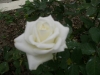 檔案名稱=IMGP7642_resize.JPG
檔案大小=104KB
圖片尺寸=800x600
加入日期=四月 01, 2007 IMGP7642_resize.JPG