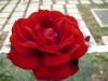 檔案名稱=IMGP7643_resize.JPG
檔案大小=99KB
圖片尺寸=800x600
加入日期=四月 01, 2007 IMGP7643_resize.JPG