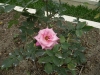 檔案名稱=IMGP7644_resize.JPG
檔案大小=210KB
圖片尺寸=800x600
加入日期=四月 01, 2007 IMGP7644_resize.JPG