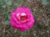 檔案名稱=IMGP7647_resize.JPG
檔案大小=140KB
圖片尺寸=800x600
加入日期=四月 01, 2007 IMGP7647_resize.JPG