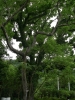 檔案名稱=IMGP7718_resize.jpg
檔案大小=253KB
圖片尺寸=600x800
加入日期=四月 01, 2007 IMGP7718_resize.jpg