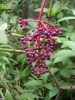 檔案名稱=IMGP7725_resize.jpg
檔案大小=155KB
圖片尺寸=600x800
加入日期=四月 01, 2007 IMGP7725_resize.jpg