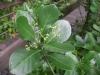 檔案名稱=IMGP7730_resize.JPG
檔案大小=126KB
圖片尺寸=800x600
加入日期=四月 01, 2007 IMGP7730_resize.JPG