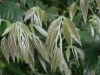 檔案名稱=IMGP7795_resize.JPG
檔案大小=137KB
圖片尺寸=800x600
加入日期=四月 01, 2007 IMGP7795_resize.JPG